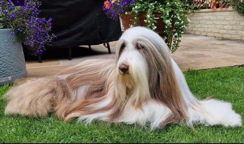 A long-coated bearded collie lying on the grass beside purple flowers, coat freshly groomed