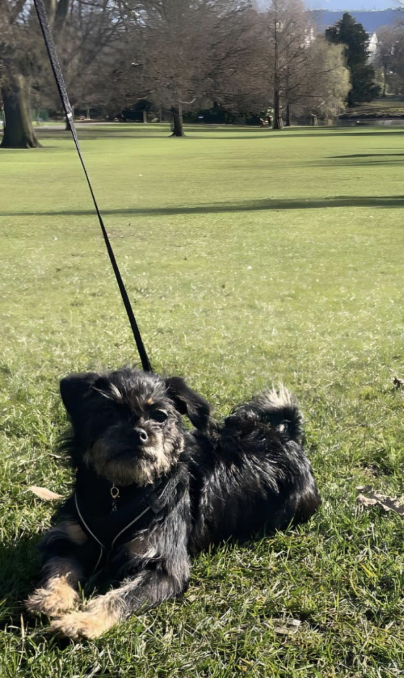 A small black terrier resting on a sunny park lawn