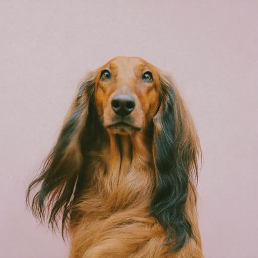 A freshly brushed long-coated dog after a full groom