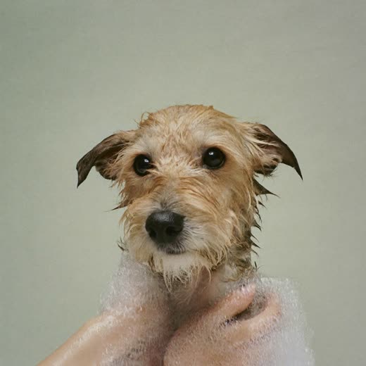 A small terrier mid-bath, coat wet and lathered