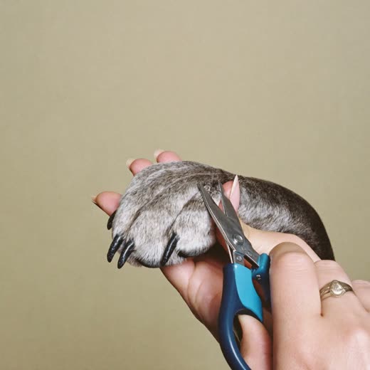 A dog's paw held for a nail trim