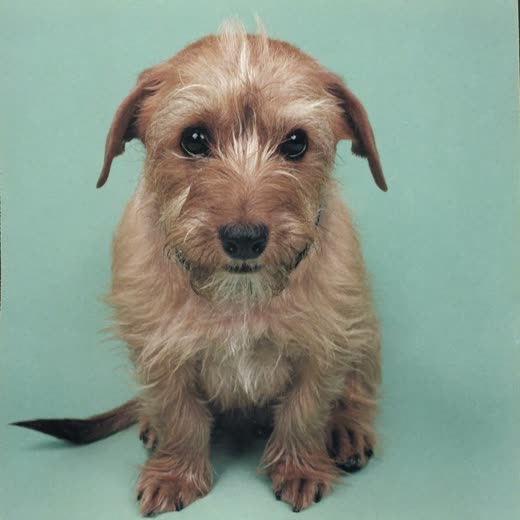 A small dog after a face and feet tidy-up