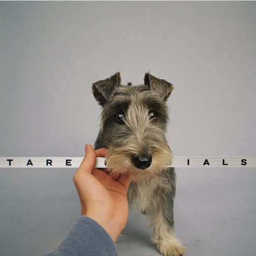 A wire-coated terrier after a hand strip